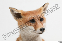 Head Fox Animal photo references